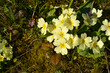 © nahhan - Common primrose yellow flowers - Latin name - Primula vulgaris