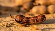 © Khamsun - Partially opened ripe tamarind pod showcasing dark brown pulp and seeds on a sandy surface in natural sunlight for food concept use