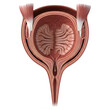 © BillalHossan - Anatomical illustration of the human female urinary and reproductive system organs isolated on transparent background