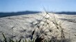 © Aiden - Dandelion seeds delicate fluff soft focus natural light outdoor scene springtime growth dispersal wind nature macro detail texture background serene peaceful beauty simplicity