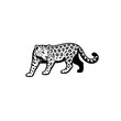 © Rajesh - Vector illustration of a wild leopard and cheetah with spots showcasing a feline predator and big cat animal isolated for wildlife nature and safari designs