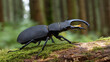 © Igor - Rhinoceros Beetle on Mossy Log in Forest