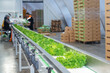 © aapsky - Rows line queue of crisp green lettuce travel smoothly along a stainless steel conveyor belt inside a large, high-tech indoor farm. This automated process ensures fresh produce delivery