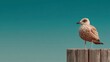 © Jayk - Seagull perched on a weathered wooden post against a clear blue sky