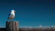 © Jayk - Seagull perched on a weathered wooden post against a clear blue sky