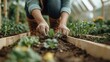 © Larisa AI - A focused gardener tends to growing plants in neatly arranged garden beds, exemplifying dedication and the nurturing relationship between humans and nature.