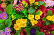 © juliasudnitskaya - Fresh primula flowers ornamental spring background in gardening center or nursery. Primrose plants multi colored blooming floral pattern in greenhouse top view.