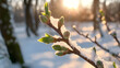 © linda_vostrovska - Closeup of branch in the beginning of spring with first green leaves starting to grow in the forest still covered with snow in the background. Concept of spring coming, winter leaving and change.