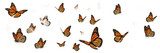 Swarm of monarch butterflies Danaus plexippus isolated on white background, orange and black winged butterflies, pollinator insect swarm, butterfly cluster macro, flying monarchs photography