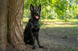 © Masarik - Black german shepherd sits beside a large textured tree trunk in a green park, mouth open with tongue out and ears upright, resting on a dirt patch with sunlit leaves and soft bokeh behind in shade