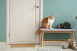 © Pixel-Shot - Cute cat with hats on soft bench near door in hallway