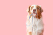 © Pixel-Shot - Cute Australian Shepherd dog with leash on pink background
