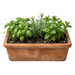 © BTG - Terracotta planter box with fresh organic herbs