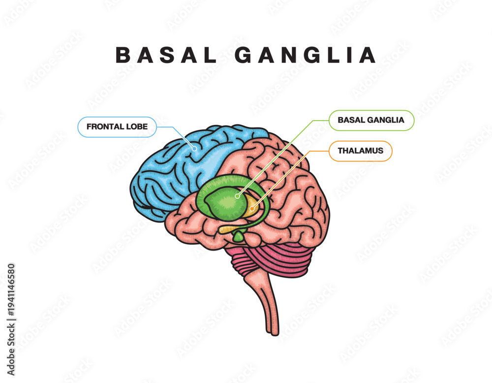 Basal ganglia or nuclei location and human brain structure outline ...