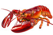 © Rifat - Boiled Lobster Seafood Platter Isolated on White Background