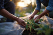 © Milos - Close-up of hands carefully tending to young tomato plants in rich soil, symbolizing care, attention, and the nurturing process inherent in gardening and growth.