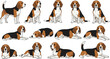© Sukhi - Beagle dog vector set featuring multiple poses including sitting lying down and standing isolated on white background for pet care and animal design