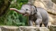 © Cambo27 - A baby elephant standing on a rock with its trunk extended.