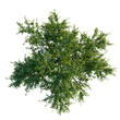 © DH Tree Stock - Prostanthera Poorinda Ballerina tree plan, top view, cutout, transparent background, isolate, Detailed Green Foliage Branch Close-Up, Intricate Natural Texture and Pattern for Design Elements