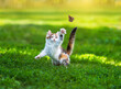 © nataba - A cute kitten on the green grass in a summer garden catches a flying butterfly with its paw