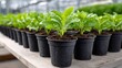 © alsu0112 - Green seedlings in black plastic pots arranged on a wooden table inside a greenhouse with natural light illuminating the vibrant foliage and soil