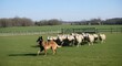 © Diclonius - A skilled herding dog guides a flock of sheep across a verdant pasture, showcasing a timeless scene of rural life and animal husbandry under a clear, sunlit sky.