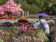 © geargodz - woman and child girl in yukata (kimono dress) holding hand together with flower blooming in the garden