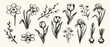 © Art Collection3 - Grunge charcoal or chalk spring summer flower collection. Vector illustration of ink hand drawn wild and garden herbs set. Wax crayon drawings. Floral silhouette elements for scrapbook and collage.