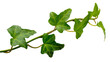 © Ryan - Isolated twig of ivy with green foliage, close-up view, plant against neutral background