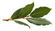 © Radovan - Isolated bay laurel leaves on a branch, culinary herb and popular aromatic plant, evergreen shrub