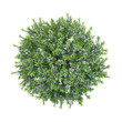 © Fouzia - 3D rendering of Rosemary flower plant on transparent background from top view