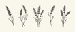© Koris - Grunge minimal charcoal chalk lavender flower collection. Vector illustration of ink hand drawn garden or wild herbs set. Wax crayon drawing style. Floral silhouette elements for scrapbooking design.