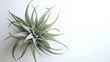© MasTPX - A captivating air plant with slender, curving leaves in soft green and purple tones is displayed against a clean, bright white background, showcasing its beauty.