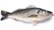 © Niams Haus - seabass. A fresh sea bass isolated on white, highlighting its texture and freshness in a simple composition. menu design.