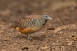© WWC - Barred buttonquail or common bustard-quail on the ground
