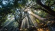 © Soknea - A serene forest scene with sunbeams filtering through the trees, casting a warm glow on the lush green foliage and rocks in the foreground.