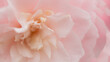 © Milou Dirks - soft pink camellia flower in early spring bloom