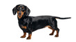 © Sofix - Charming black and tan dachshund dog standing alertly, looking forward, isolated PNG on transparent background, ideal for pet-themed projects