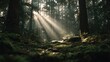 © Vibu design  gallery - Sunlight through forest trees