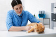 © New Africa - Professional veterinarian examining cute ginger cat in clinic