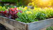© khemthong - Lettuce grown in raised beds. Organic farming