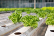 © Rattanachat - Hydroponically grown lettuce in organized rows