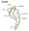 © タカボーン - 仙骨と尾骨の側面の解剖学的イラスト