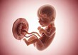 © SAYEDA - Fetus inside the womb with transparent amniotic sac and placenta visible