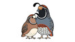 © hafs121 - Quail Portrait: A charming illustration portrays two quails, showcasing their distinctive plumage and captivating expressions. It's an artful blend of simplicity and detail.