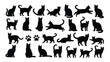 © MDRaisul - Collection of diverse feline silhouettes in various poses and orientations