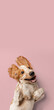 © Lustre Art Group  - Brittany spaniel dog lying on back with playful happy expression on pink background, ideal for pet lifestyle advertising, veterinary marketing and animal care branding.