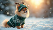 © Светлана Кудашкина - Pomeranian dog wearing a sweater and hat in snowy winter landscape