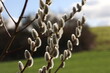 © leomalsam - Willow catkins in spring time