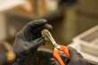 © heather linn photo - A cannabis dispensary and greenhouse employee wearing gloves trims a bud